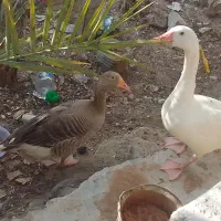 فروش فوری غاز