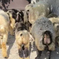 نگهداری، میش، بز، نیمه مندالی