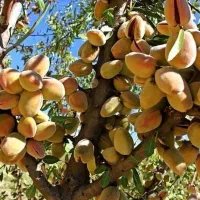 غرب نهال باتولید و توزیع نهال بصورت انبوه|خدمات باغبانی و درختکاری|پلدشت, |دیوار