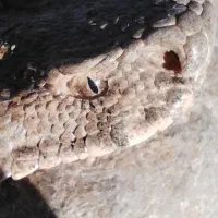 درب کله کبوتر