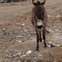 یک الاغ ماده|حیوانات مزرعه|درمیان, |دیوار