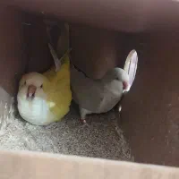 جفت راهب