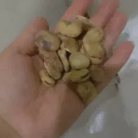 باقله مخصوص کاشت وپزا مخصوص استفاده