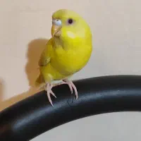 جوجه مرغ عشق زرد لوتینو دستی