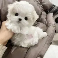 سگ مالتیپو|سگ|قم, ولیعصر|دیوار