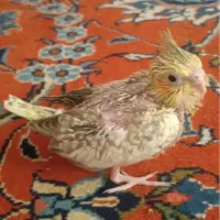 جوجه|پرنده|تهران, خانی آباد نو جنوبی|دیوار