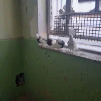 دو جفت کبوتر طوقی سالم و پشت دار|پرنده|سنقر, |دیوار