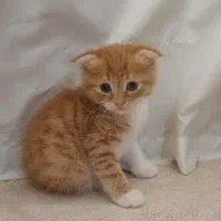 گربه