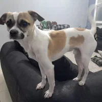 نژاد جک راسل و شیواوا