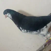 نروماده شهری گلدار|پرنده|ارژن, |دیوار