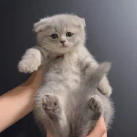 بچه گربه اسکاتیش در اهواز خوزستان و تمامی شهر ها