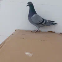 سبز مسافتی|پرنده|خواف, |دیوار