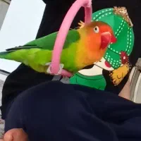 طوطی عروس هلندی .|پرنده|سنندج, |دیوار