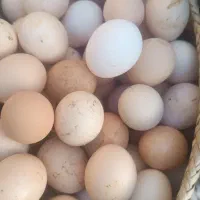 تخم مرغ محلی تازه