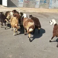۱۳راس  بره داشتی درجه یک ۱۰تا ماده ۳تانر