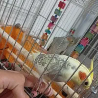 عروس هلندی دو کت