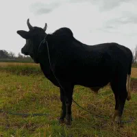 ورزا کوله چالوسی|حیوانات مزرعه|رشت, سعدی (تختی)|دیوار