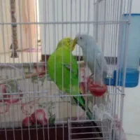 مرغ عشق