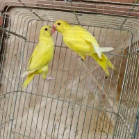 مادام گل لوتینو دانخور حلقه پا نر و ماده با تست|پرنده|اصفهان, حسین‌آباد|دیوار