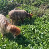 میش|حیوانات مزرعه|گتوند, |دیوار