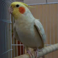 طوطی عروس هلندی لوتینو نر