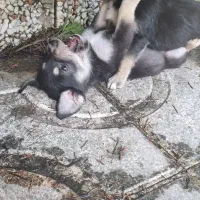 واگذاری رایگان توله دو ماهه ماده و مادر یک ساله|سگ|نوشهر, |دیوار