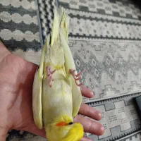 عروس هلندی گمشده|حیوانات|پاکدشت, حصار امیر|دیوار