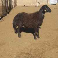 قوچ|حیوانات مزرعه|سلطانیه, |دیوار