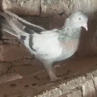 فروش کبوتر نقره ای و شازده بدرد بخور|پرنده|فرخ‌شهر, |دیوار