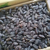 خرما درجه یک مضافتی به قیمت عالی|خوردنی و آشامیدنی|بمپور, |دیوار