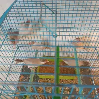 فنچ نرگسی شکلاتی