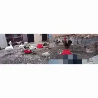فروش مرغ وخروس