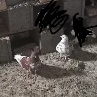 گرگی و سوسکی تیرماهی