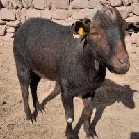 نر بز مورسیا اصل