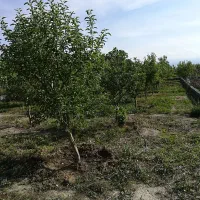 فروش زمین باغی داخل مجتمع