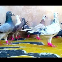 کفتر آلمانی دورگ ی دسته ۱۵تایی زدخوردی پرشی