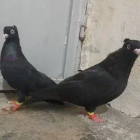 فروش جفت زاغ|پرنده|مهر, |دیوار