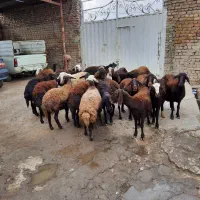 گوسفند|حیوانات مزرعه|سیلاخور, |دیوار