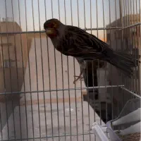 قناری نر خوش آواز