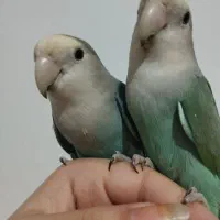 طوطی کوتوله برزیلی سرحال دستی بازیگوش