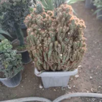 گل آپارتمانی|گل و گیاه طبیعی|تهران, کامرانیه|دیوار