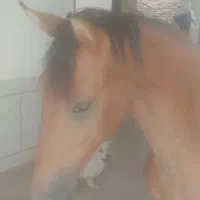 درود زین با عرق گیر با دهنه نریون ۱۵ ماه پر خون|اسب و تجهیزات اسب‌سواری|جنت, |دیوار