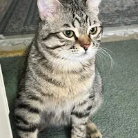 واگذاری گربه های ملوس و دستی