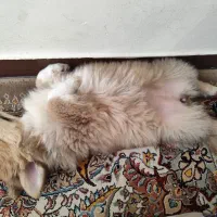 سگ میکس پامر خرسی و شی هوا هوا|سگ|اصفهان, ملکشهر|دیوار