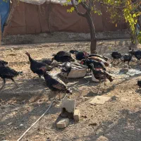 بوقلمون رسمی ۳۰ عدد|حیوانات مزرعه|تنکمان, |دیوار