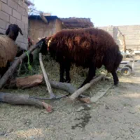 بره قوچ هترو|حیوانات مزرعه|هشتگرد, فشند|دیوار