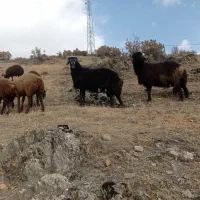 شیشک نر|حیوانات مزرعه|مریوان, |دیوار