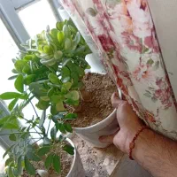 گل های قشنگ و سالم