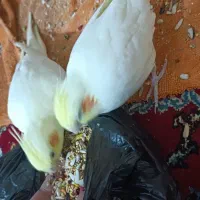 عروس پاریس|پرنده|شادگان, |دیوار