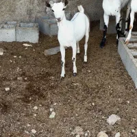 ارتشی و خال خالی